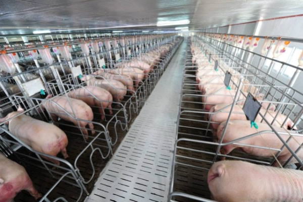 Chăn nuôi, chế biến thịt lợn sữa, lợn mảnh